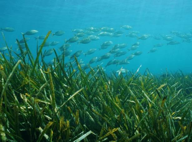 For sale - Villa - Benissa - Racó Del Galeno