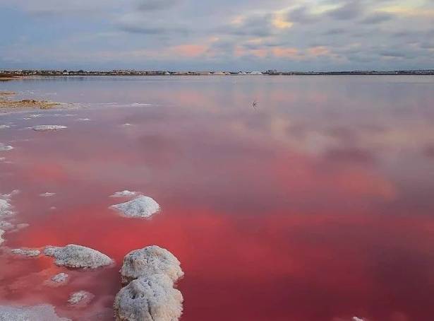 For sale - Bungalow - Torrevieja - Lago Jardín II