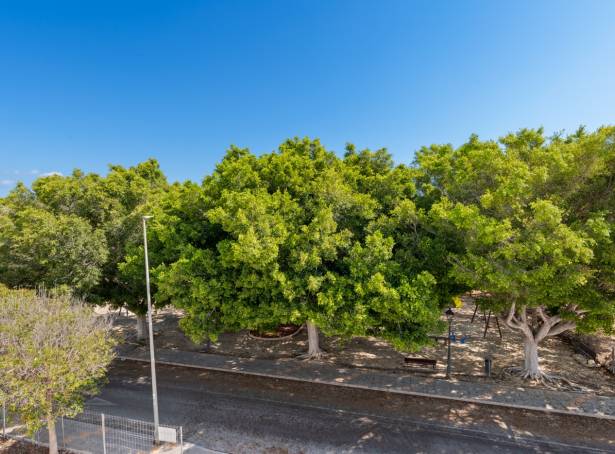 For sale - Detached Villa - Pilar De La Horadada - Mil Palmeras